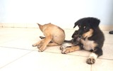 Những người bạn thủy chung của lính đảo ở Trường Sa